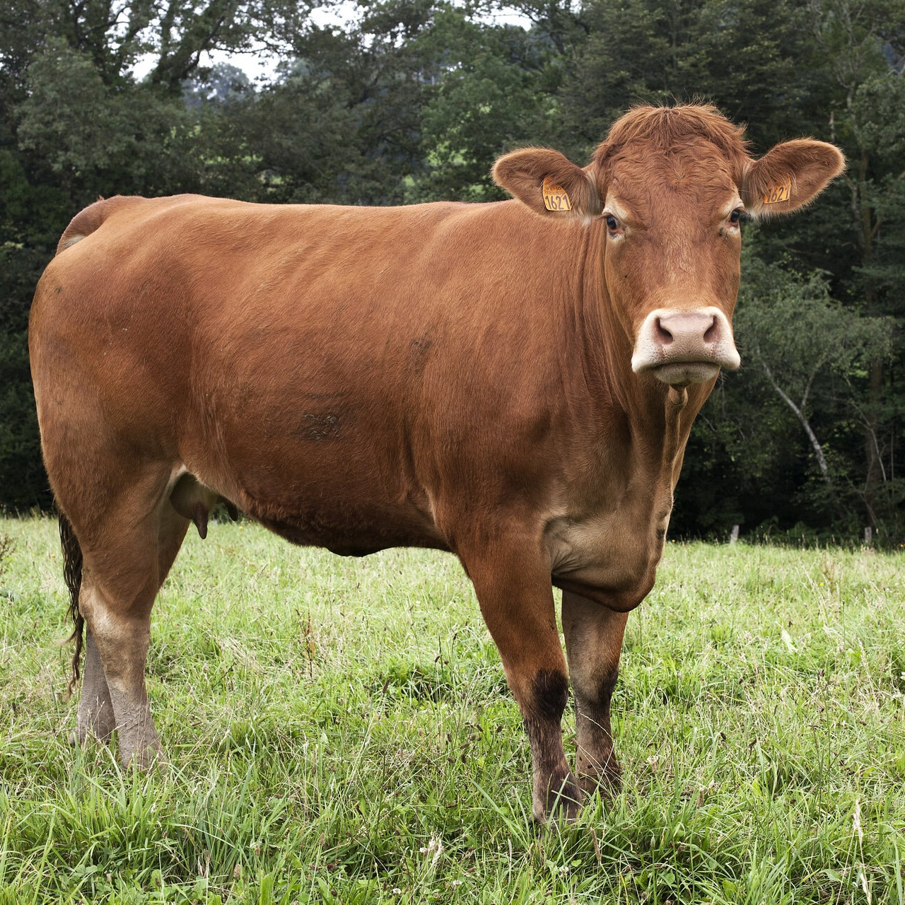 Sélection de viandes de Bœuf Limousin - Boucherie Trolliet