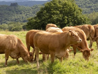 sélection de viandes de Bœuf Limousin-Boucherie Trolliet