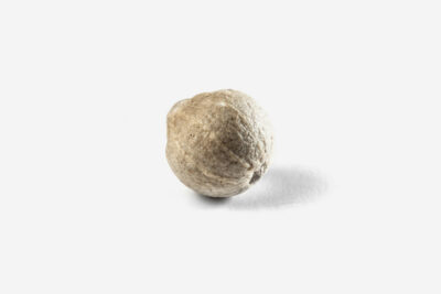 COLIN Poivre blanc de Muntok